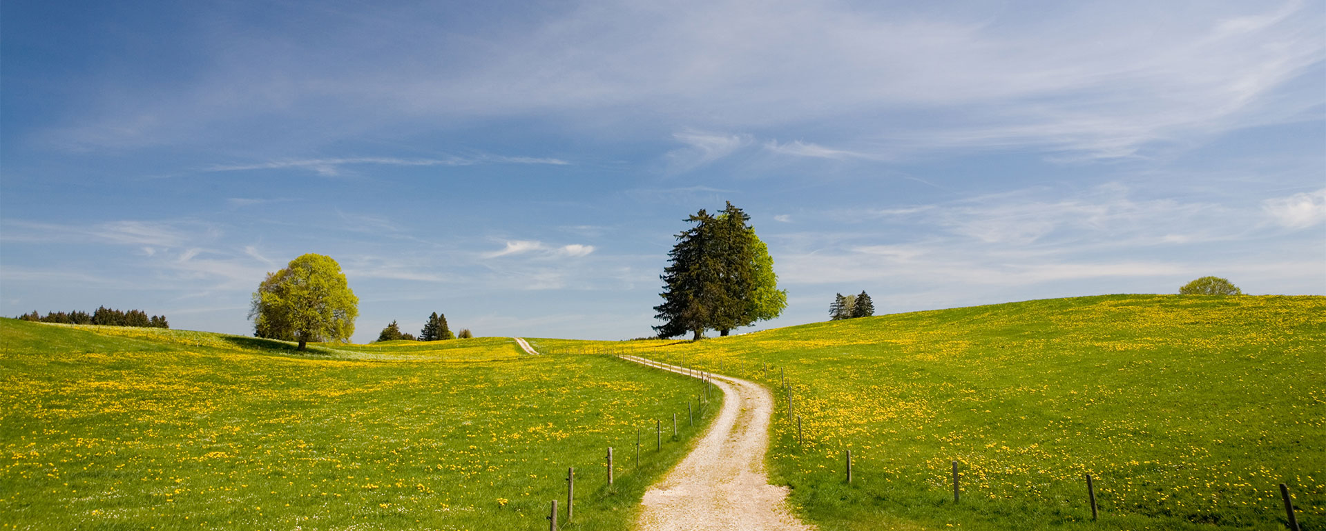 Alexander-Technik von Andrea Schumacher